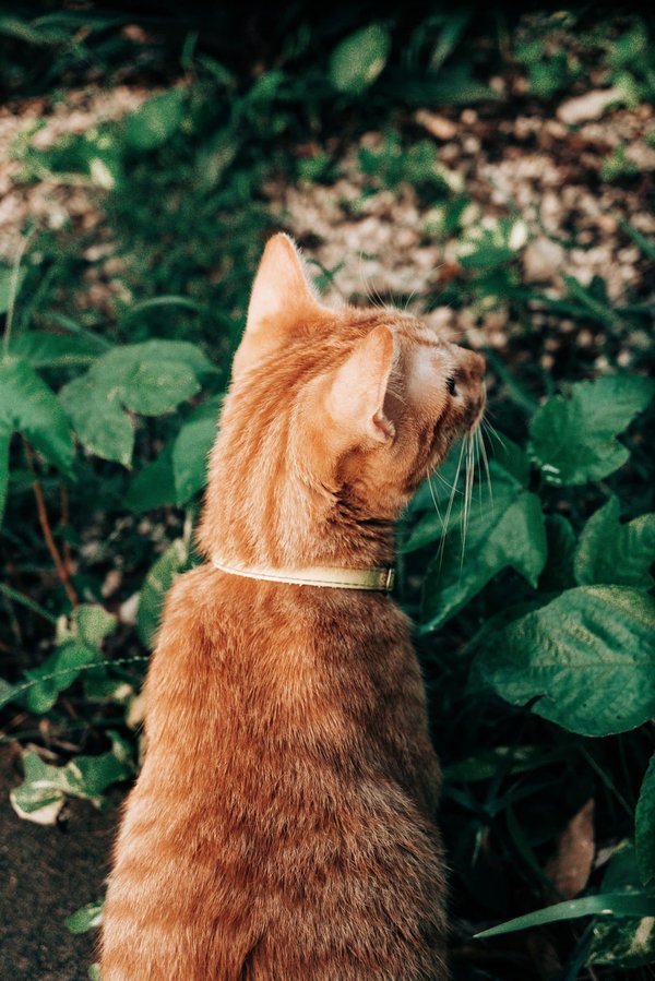 Quelles sont les techniques pour créer une toiture-jardin sans risque pour l'étanchéité ?