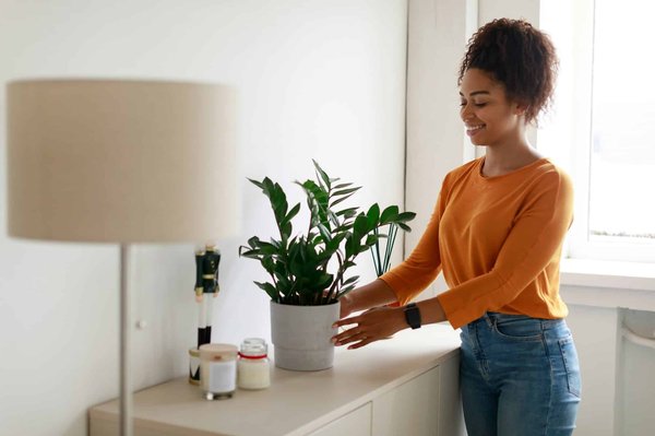 Plante de décoration: embellissez votre espace